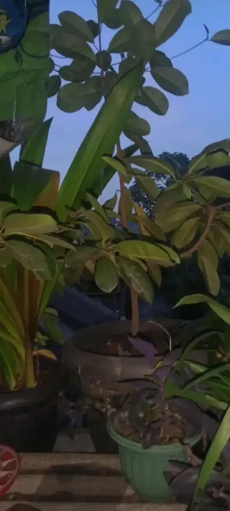 Sawo Kecik ukuran 1 meter