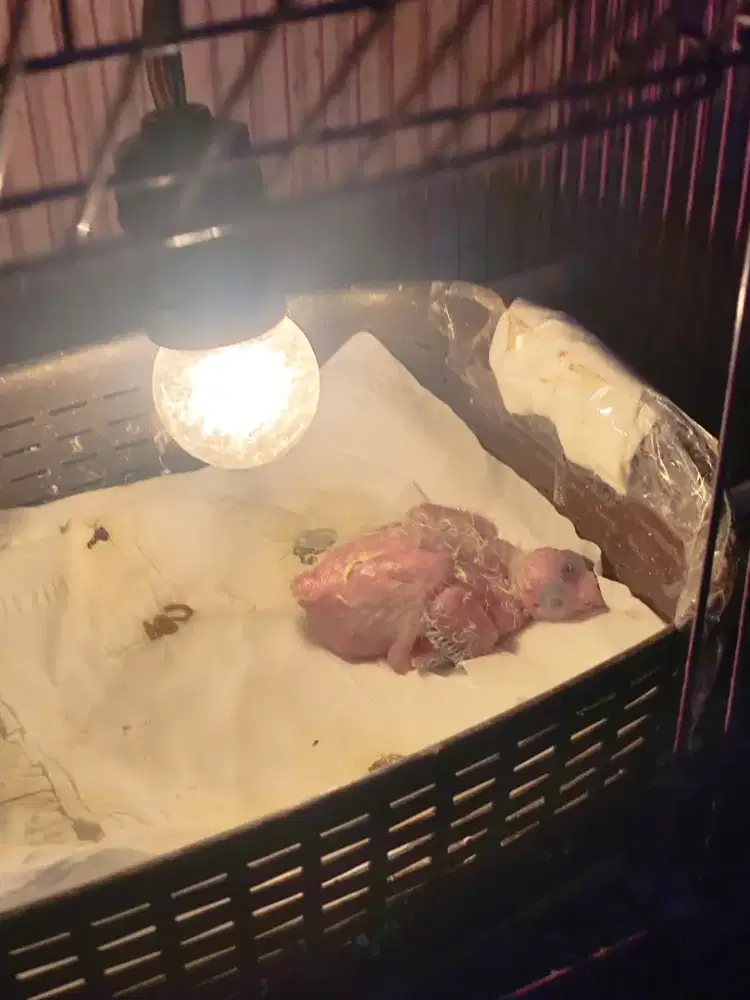 Parkit Australia lulut, nurut friendly manusia