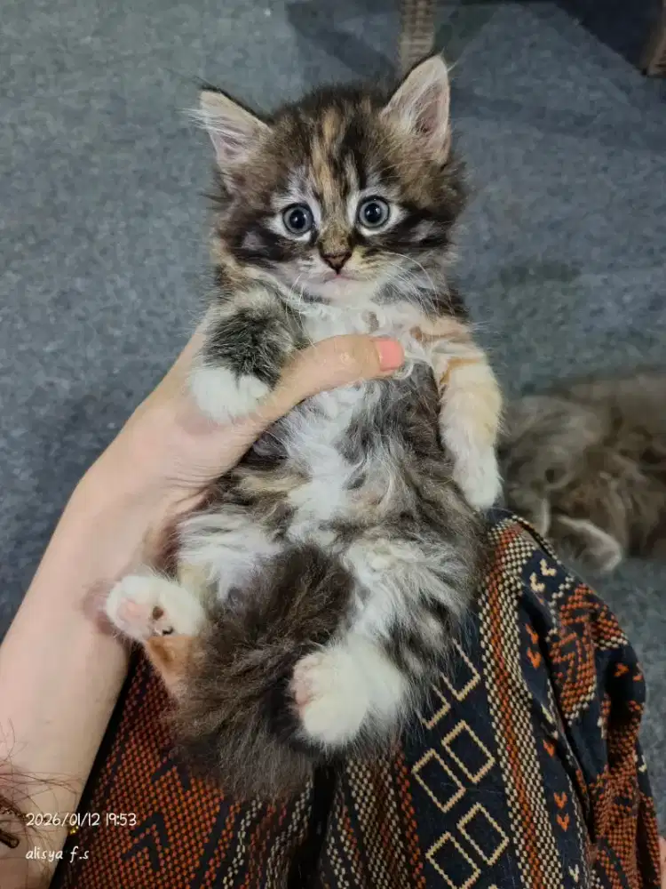 lepas adopt kitten persia betina