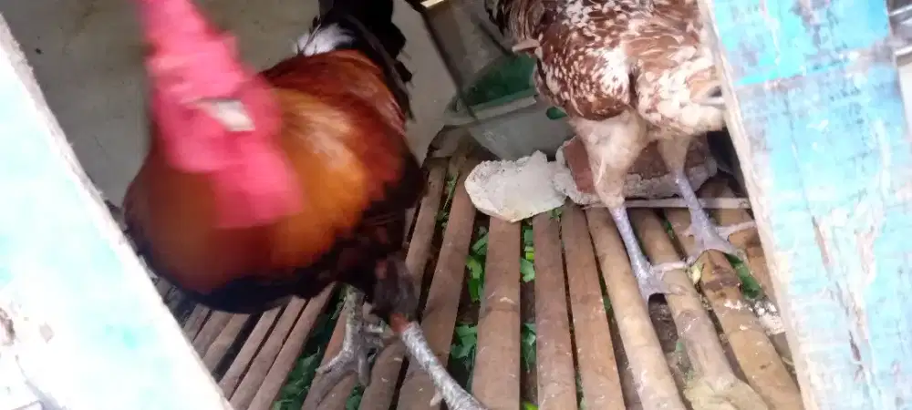 Jual 1 pasang ayam pelung