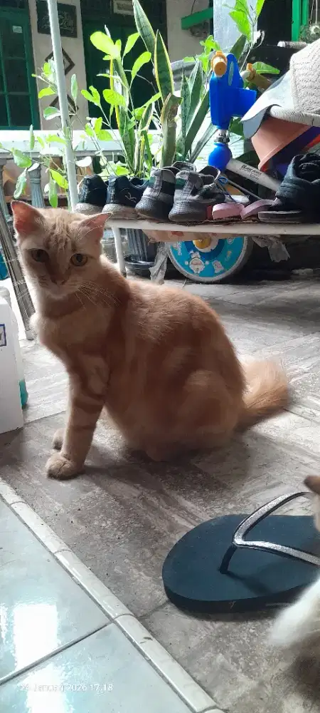 Scottish Fold non pure , kucing oyen