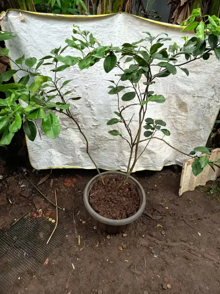 Jual tanaman Jeruk Bali