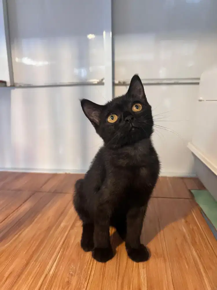 Kucing Scottish, British Shorthair, Munchkin, Persia