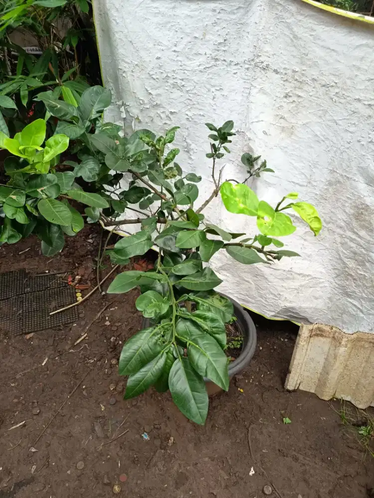 Tanaman Jeruk Bali