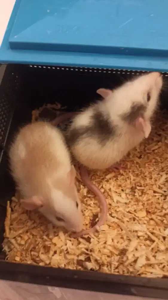 Adopsi Tikus Dumbo 2 + Kandang
