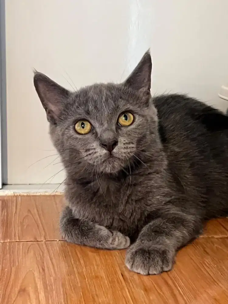 Kucing Scottish, British Shorthair, Munchkin, Persia