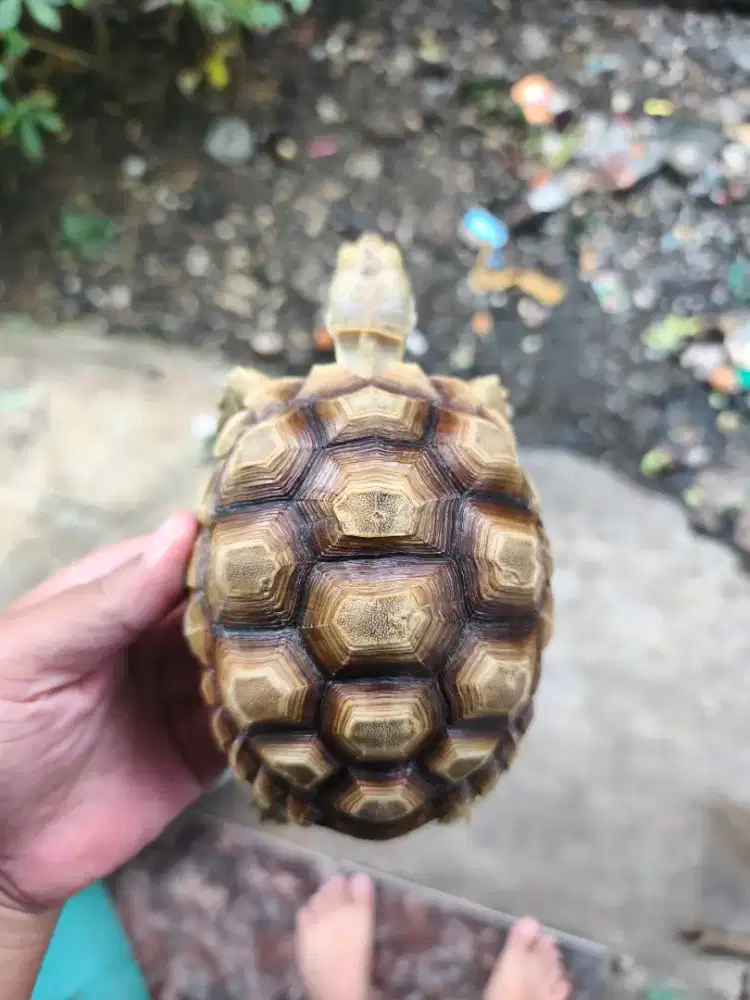 Kura Kura Darat Sulcata 13cm