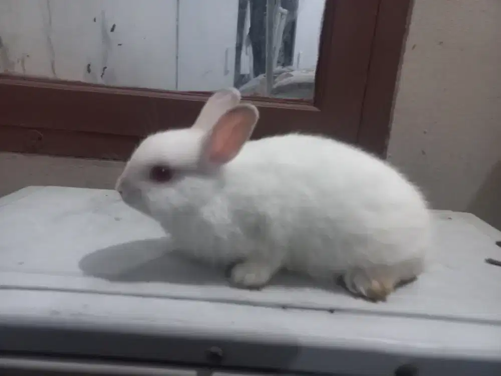 Jual kelinci netherland dwarf betina