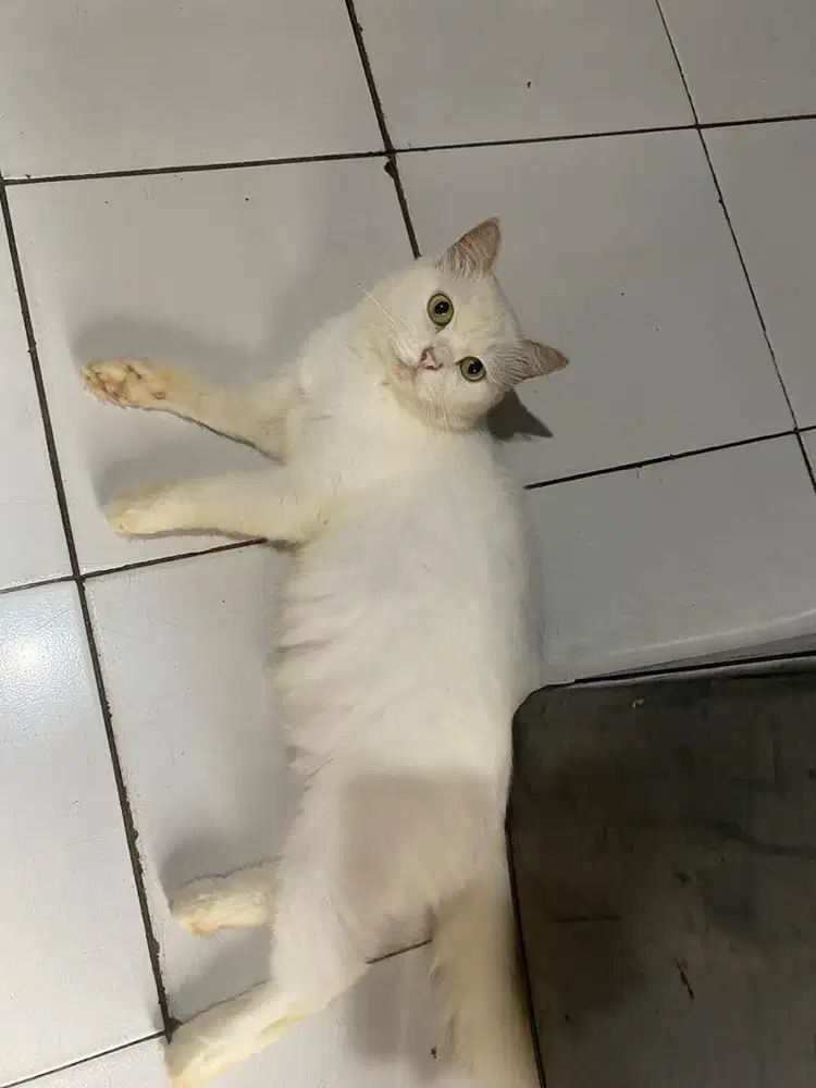 Open adopt LA Kucing persia putih