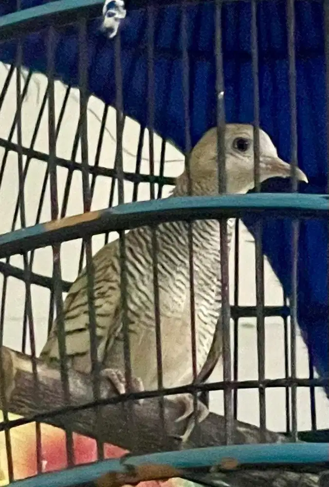 Perkutut Silver kalung tepung