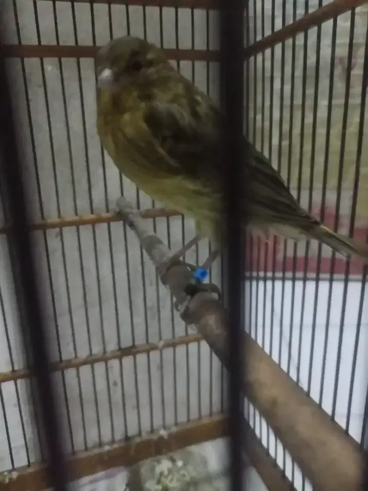 Paud yslxlokal jantan minus kaki ngabima 1