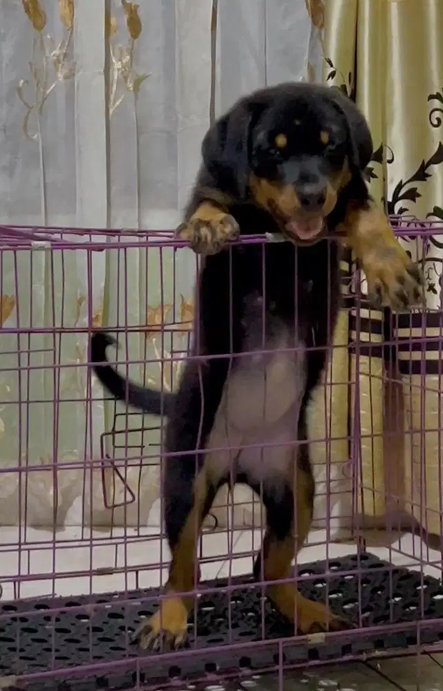 ROTTWEILLER PUPPY
