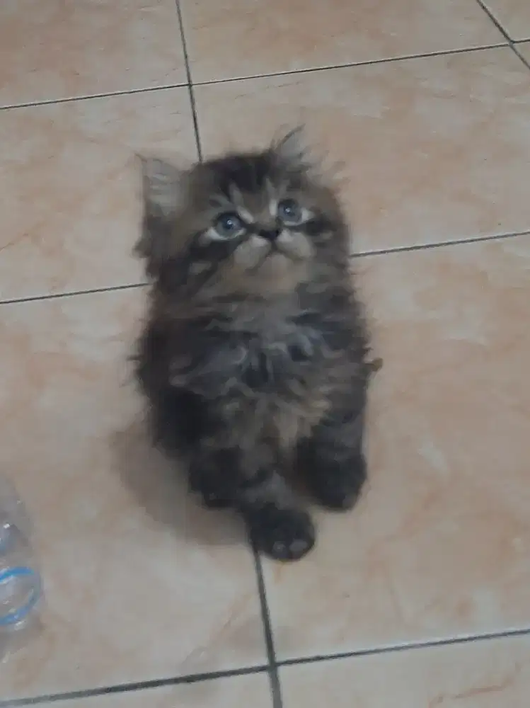Kucing kitten jantan imut da lucu