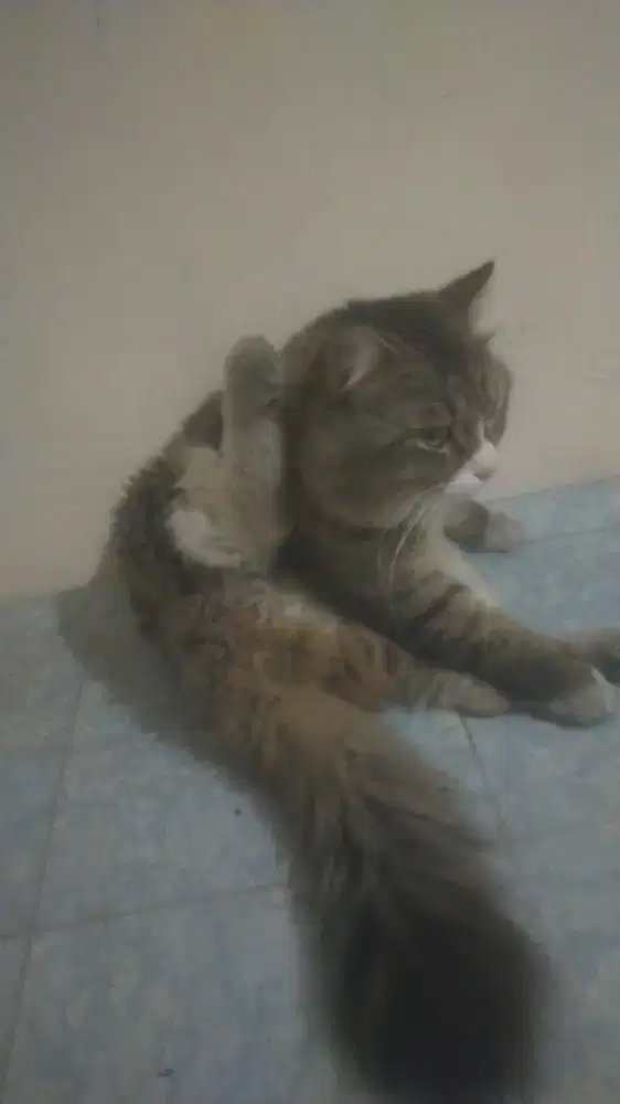 Jual kucing ga tau nama jenisnya