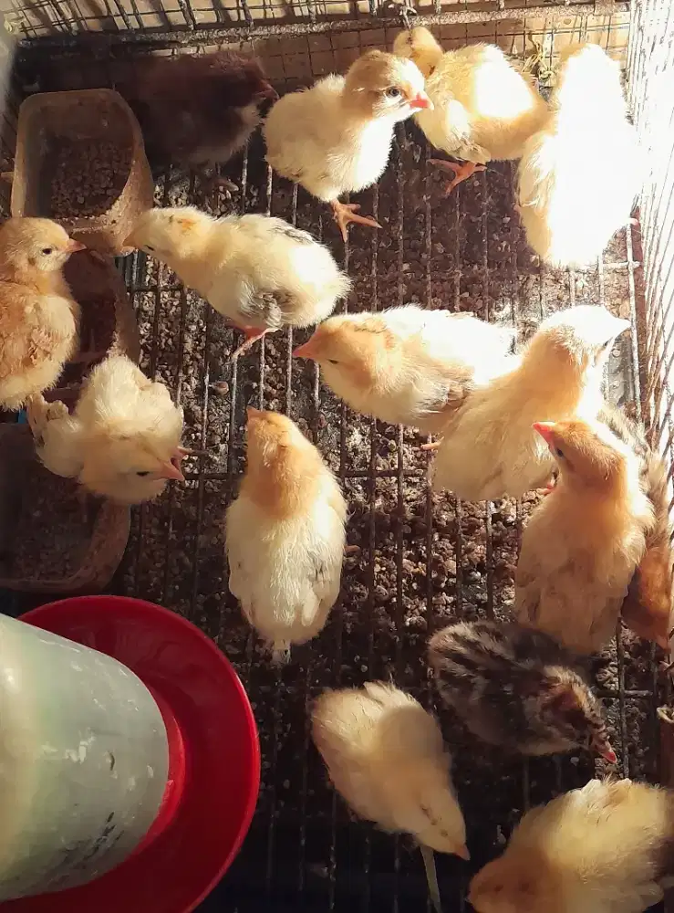 Ayam kampung petelur elba