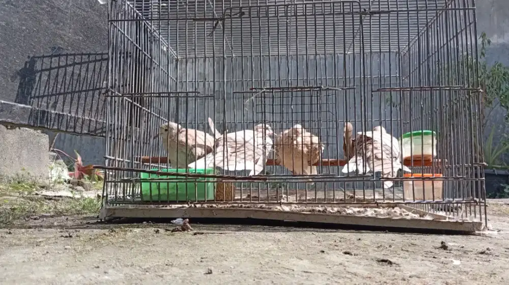 Puter pelung Ori masih muda per ekor 100 rb