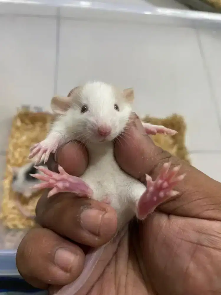 Adopsi Fancy Rat Jantan 2 + Kandang Kecil