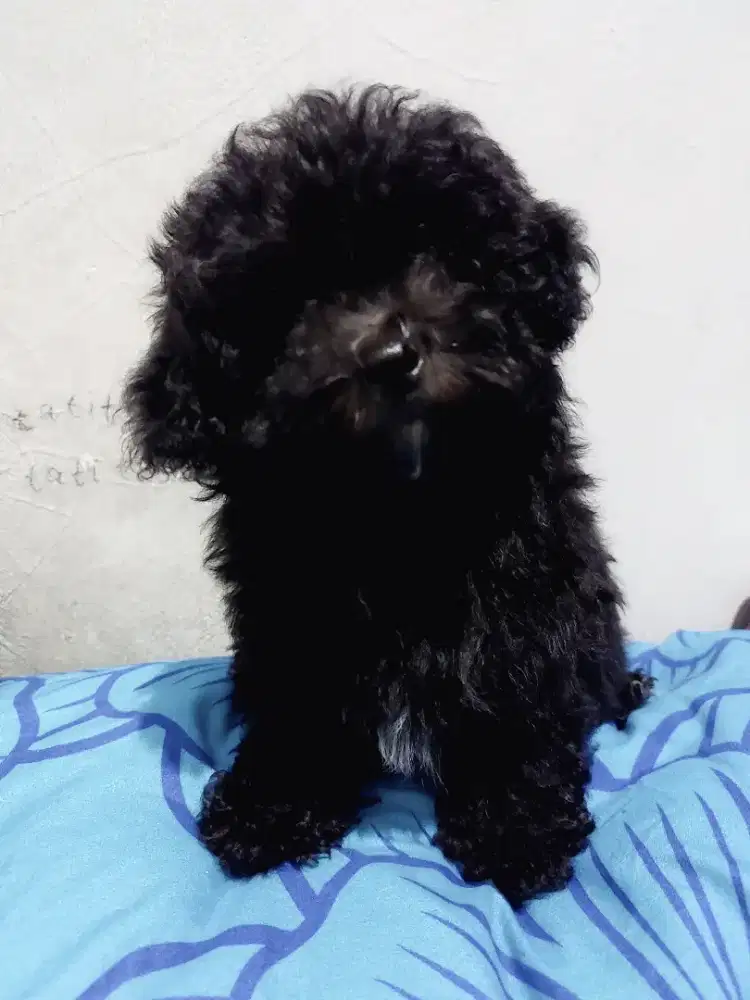 Anjing poodle jantan lucu