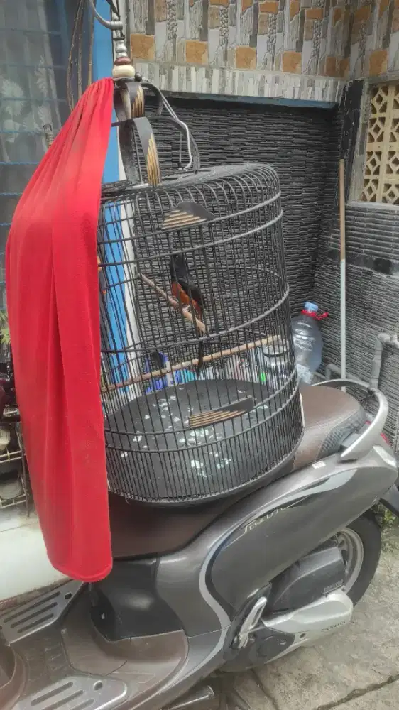 Murai gacor bunyi 24jam full set