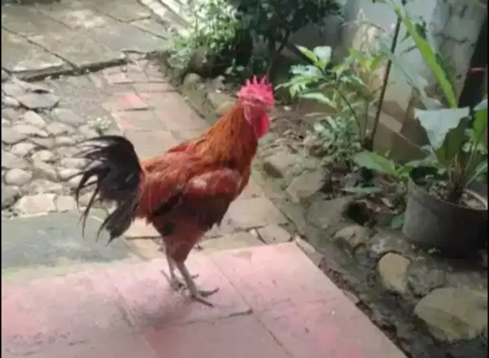 Jual Ayam Jago (Bogor)