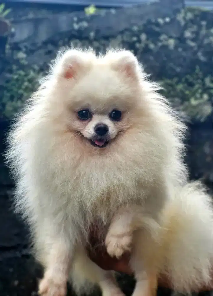 Pomeranian Jantan 11 Bulan Stambum Chip