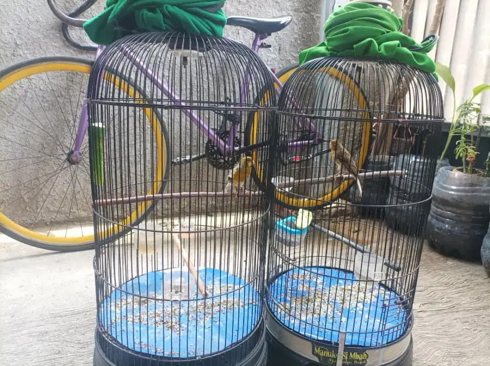 Burung kenari Sepasang