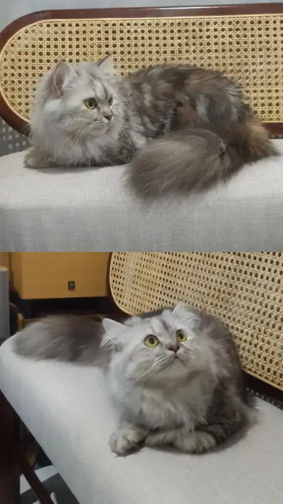 Kucing Non Standard Munchkin Minuet Black Silver Tortie Betina