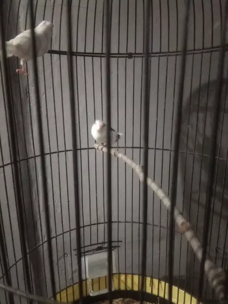 Emprit jepang sepasang