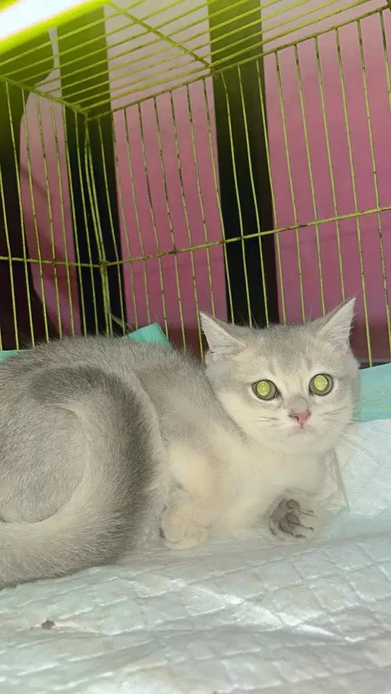 British short hair blue golden