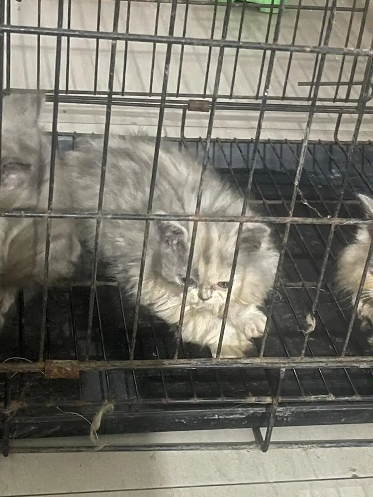 Kitten Persia turunan peaknose