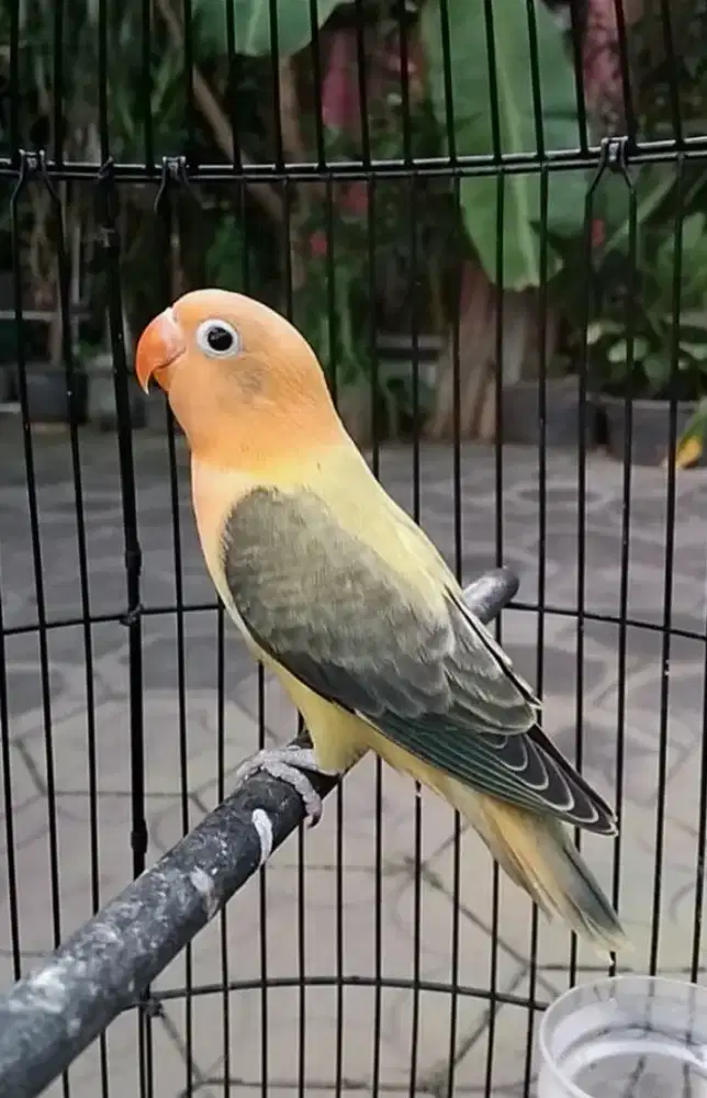 Lovebird (Manuk Katresnan)