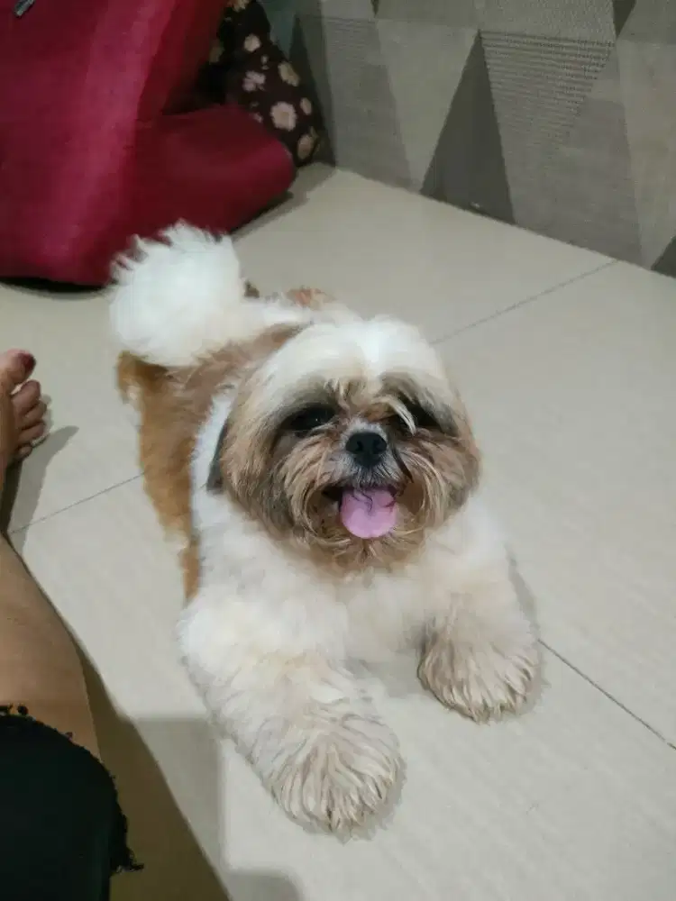 Shihtzu Pure Mini