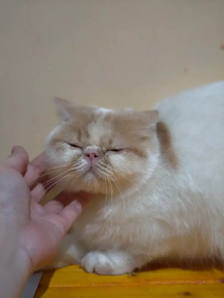 Peaknose exotic shorthair betina