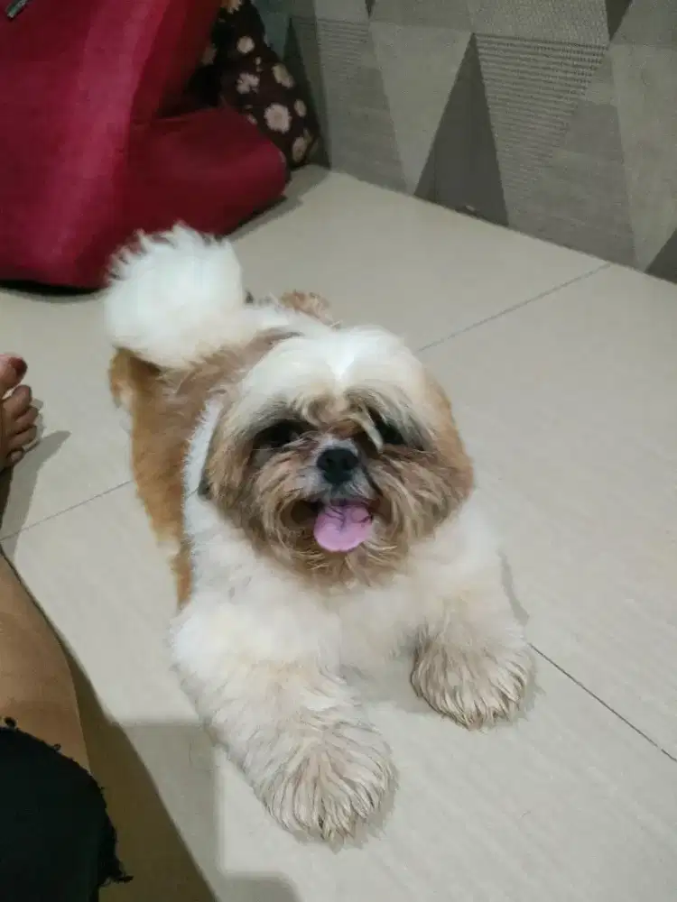 Shihtzu Jantan Remaja