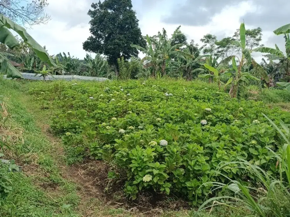 Tanah perkebunan 3 kilometer dari Munduk Moding Bali