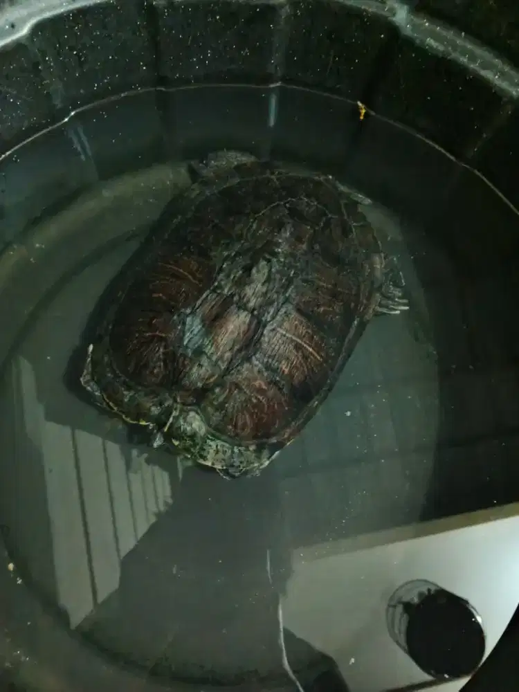 Kura-kura Brazil red eared slider