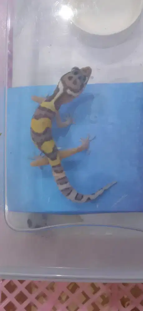 Gecko Remaja Usia 4 bulan