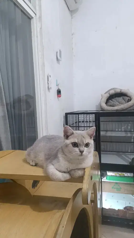 Kitten british Shorthair