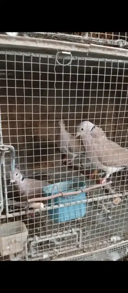 Burung puter borongan 120 ribu 3 ekor Net