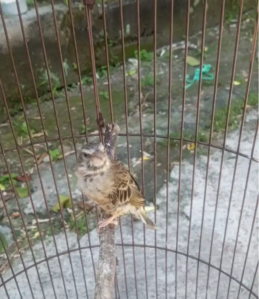 Blackthroath jantan nego