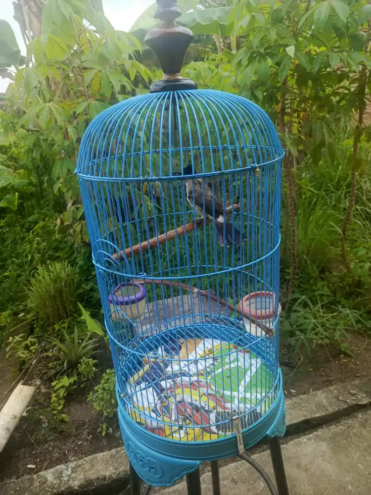 Sangkar burung Lovebird