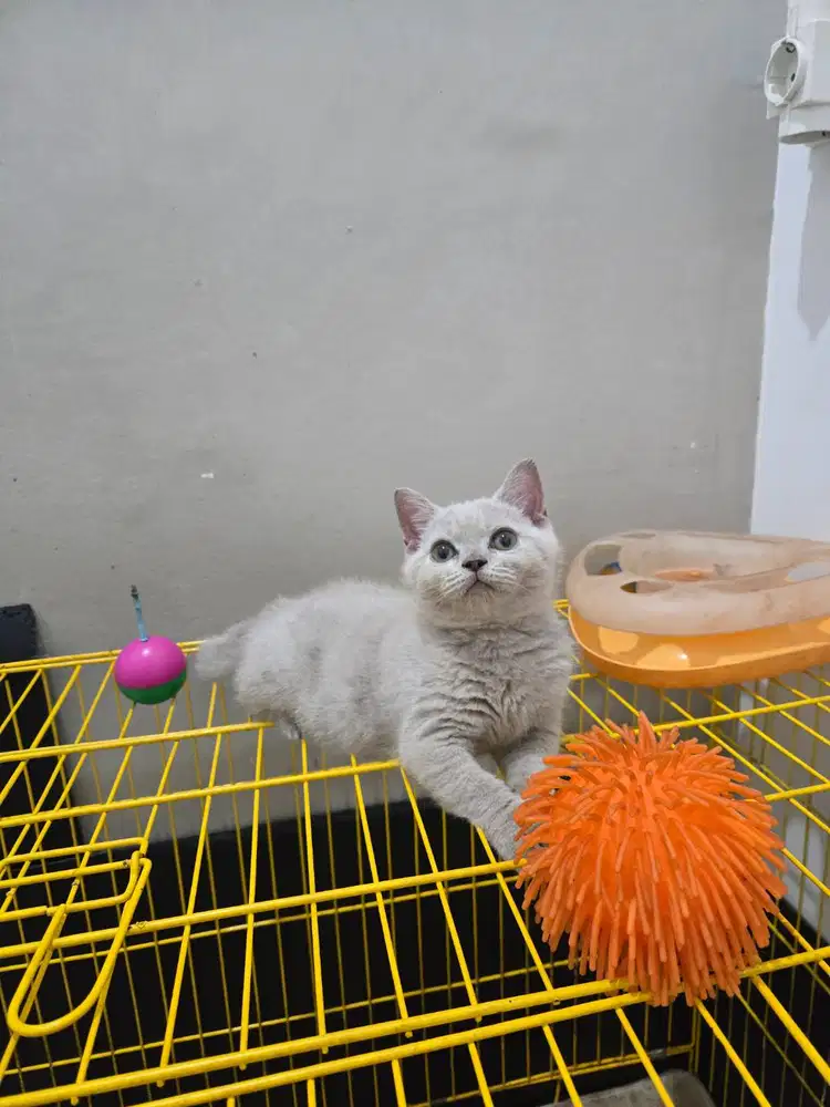 British Shorthair kitten / Kucing BSH
