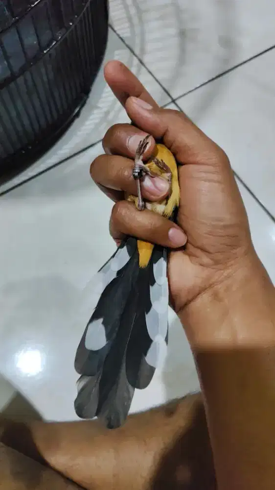 Murai betina klawu balak 6 siap ternak