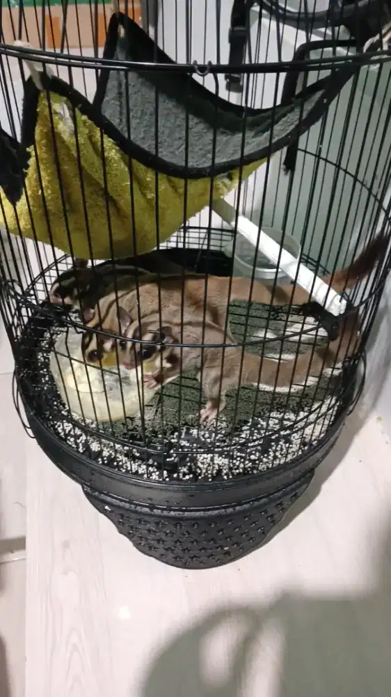 Sugar Glider Jantan