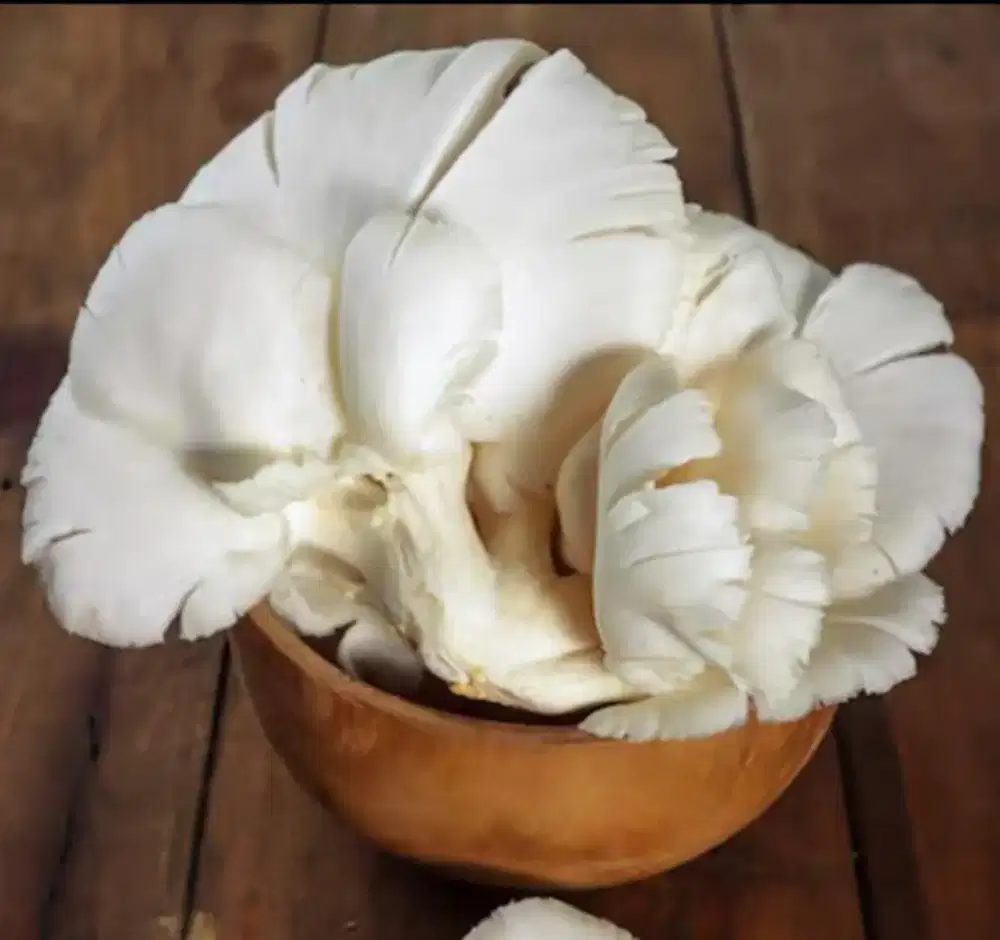 Jual Jamur Tiram Putih Fresh langsung dari SaNiMur