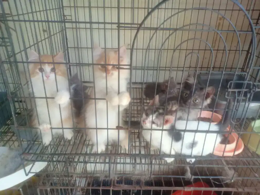 Kucing persia 3 bln