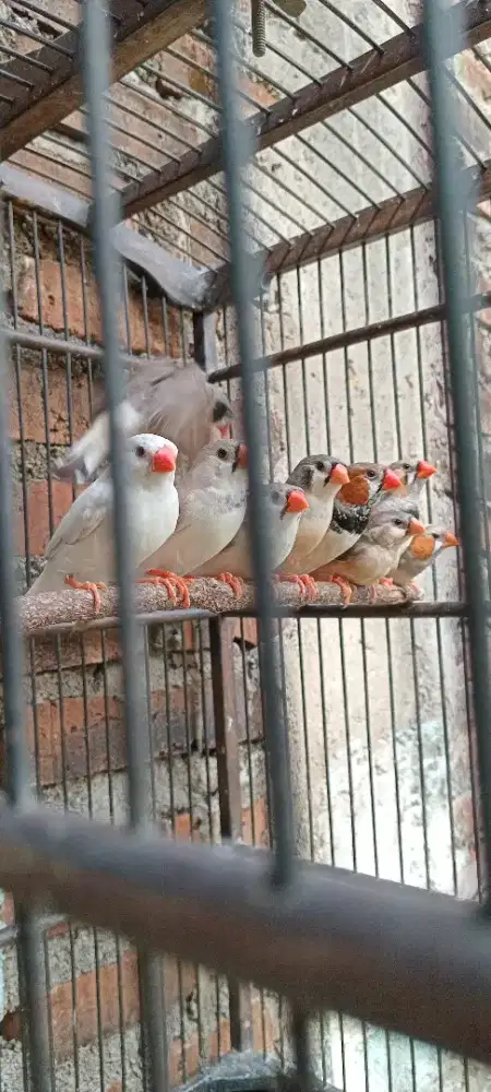 Zebra finch hias ausi