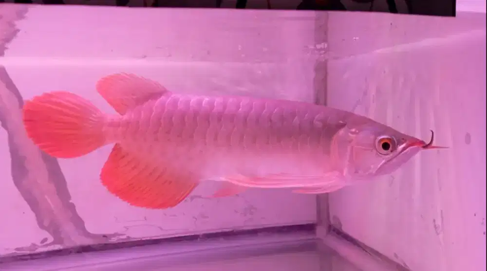 Arwana super red 30cm