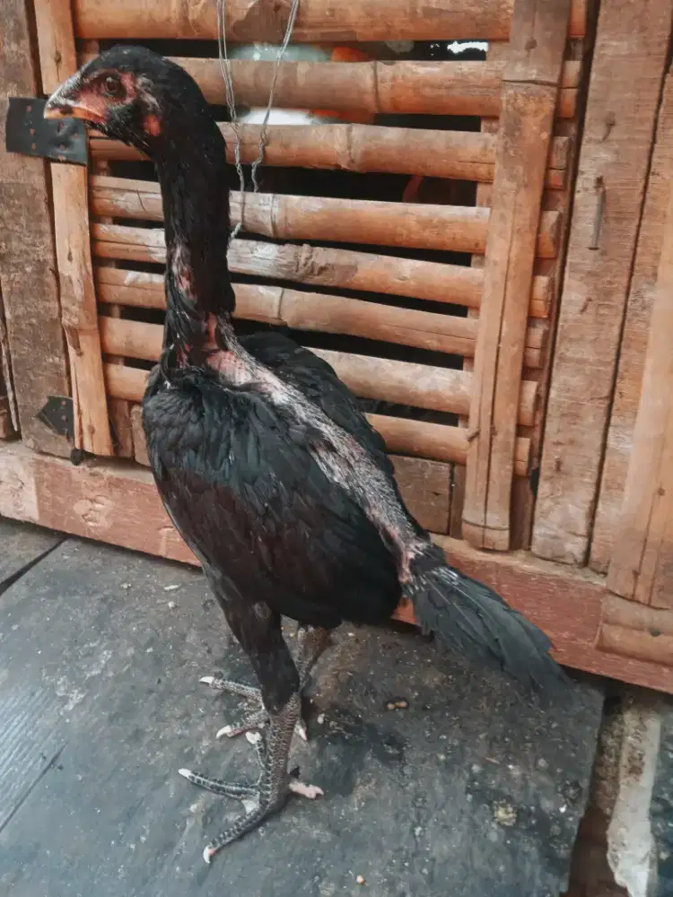 Ayam bangkok betina 4 bulan