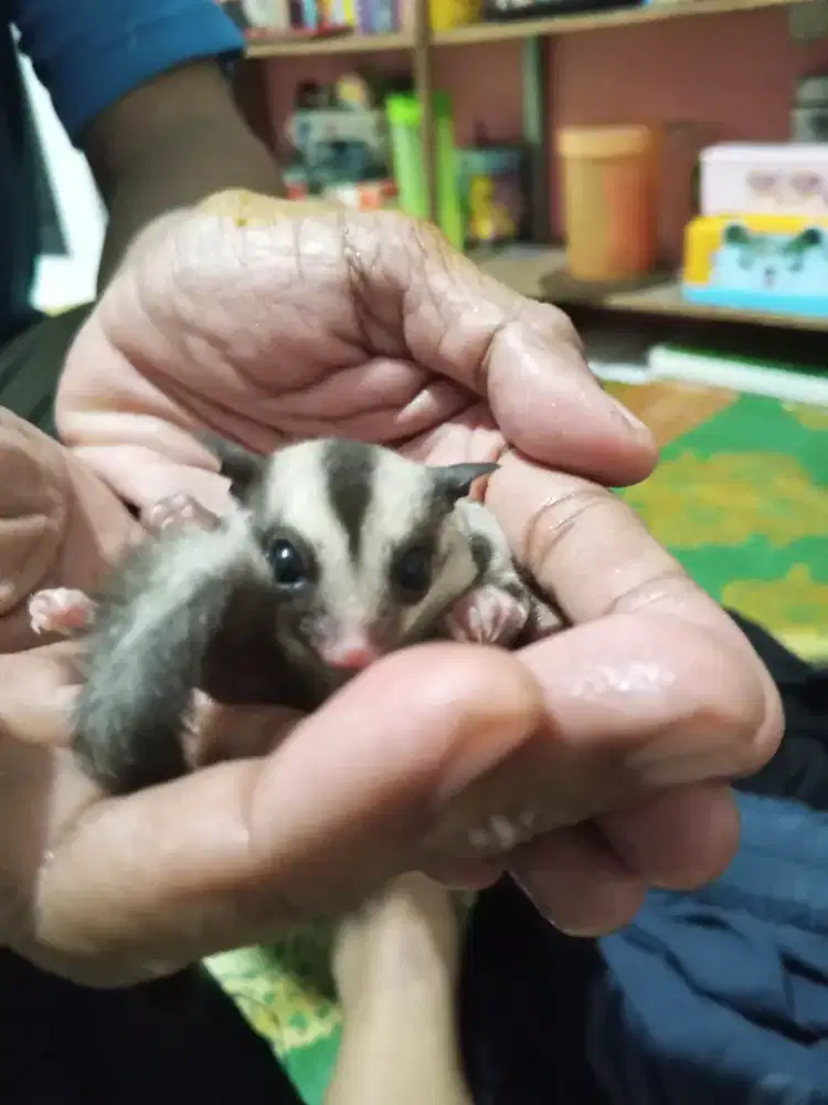 Sugar Glider Tipe Classic Grey